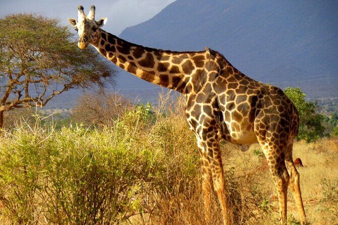 Private full day tour to Tsavo East National Park - The 5:00 AM start and the rhythm of an 11-hour private day