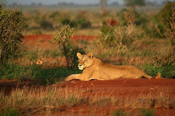 Private full day tour to Tsavo East National Park - Lunch at Voi Safari Lodge: a real reset in the middle of a long day