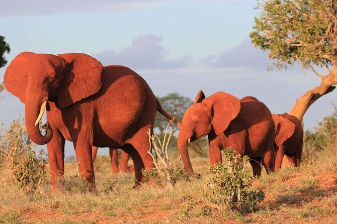 Private full day tour to Tsavo East National Park - The second game drive and your Big Five chances