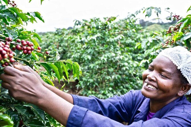 Private Half-Day Tour in Fairview Coffee Farm from Nairobi - Key Highlights You’ll Feel on This Tour