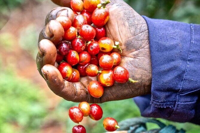 Private Half-Day Tour in Fairview Coffee Farm from Nairobi - A Short Trip That Still Feels Like the Real Thing