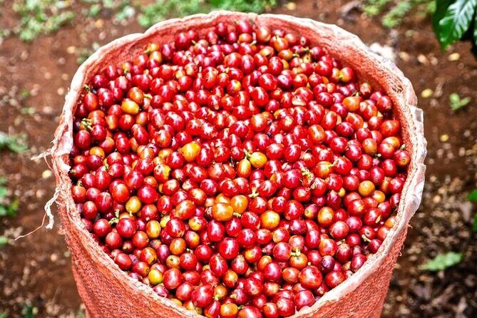 Private Half-Day Tour in Fairview Coffee Farm from Nairobi - Walking the Estate: Nursery, Planting, Harvesting, and Processing