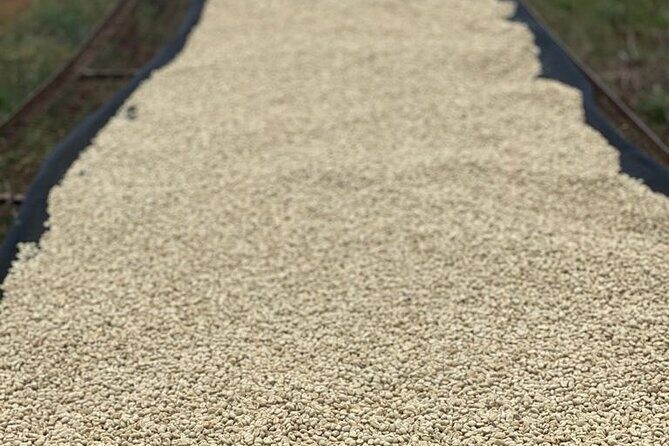 Private Half-Day Tour in Fairview Coffee Farm from Nairobi - Buying Coffee to Take Home Without Overthinking It