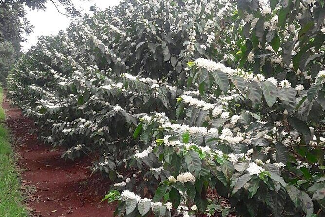 Private Half-Day Tour in Fairview Coffee Farm from Nairobi - Price and Value: Is $90 a Good Deal?