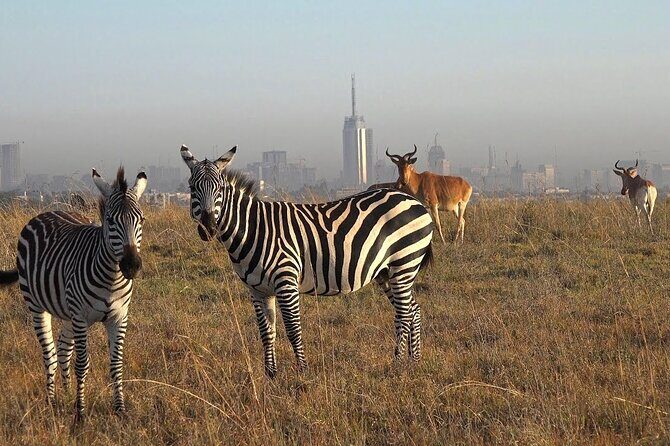 Private Half Day Tour in Nairobi National Park Safari - Key highlights you’ll care about