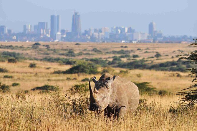 Private Half Day Tour in Nairobi National Park Safari - The half-day game drive: what you’ll actually do in 5 to 6 hours