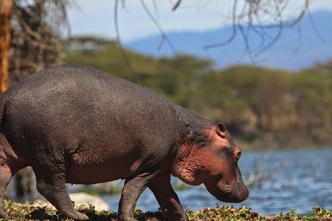 Private Layover Tour to Hells Gate National park with Optional Boat Ride - From Nairobi Pickup to the Great Rift Valley View Point