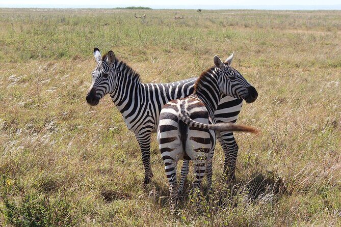 Private Mini Safari Tour in Nairobi - The Big Five Check: What’s Possible, and What’s Not Here