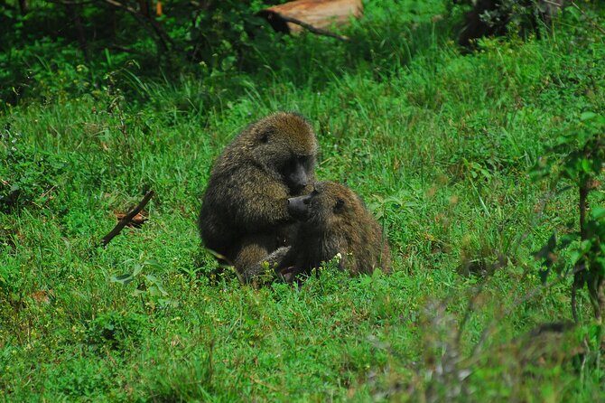 Private Mini Safari Tour in Nairobi - Price and Value: Is $180 Worth a 2–3 Hour Nairobi Safari?