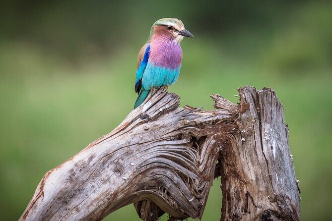 Private Mini Safari Tour in Nairobi - Who This Mini Safari Is Best For