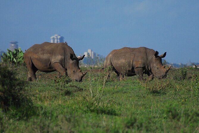 Private Mini Safari Tour in Nairobi - What You’ll See on the Drive: Habitat Clues That Help You Spot Animals
