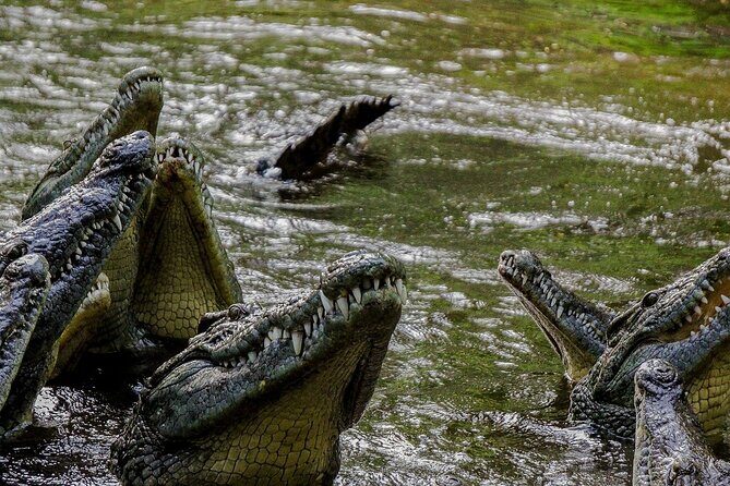 PRIVATE: MOMBASA FULL DAY TOUR and EXCURSUION - Haller Park: Reforested Quarries and Animal Viewing Time