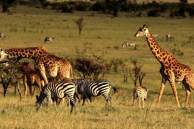 Private Morning Safari to Nairobi National Park & Giraffe Center - Private pickup and the pop-up roof safari vehicle