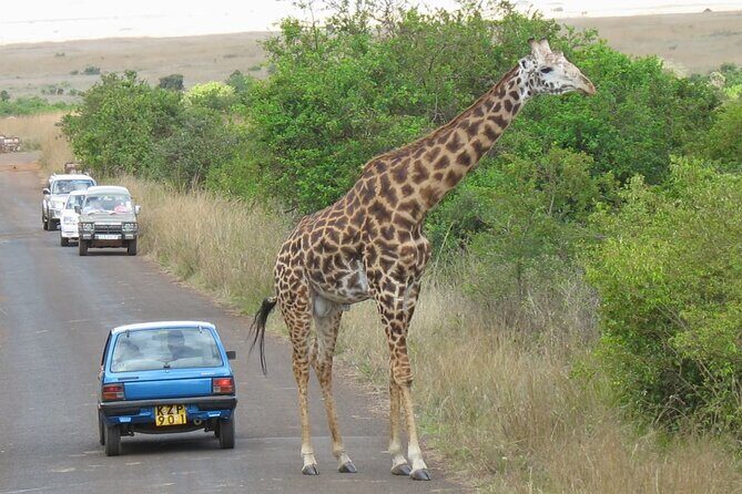 Private Morning Safari to Nairobi National Park & Giraffe Center - Giraffe Centre: Rothschild giraffes and the why behind conservation