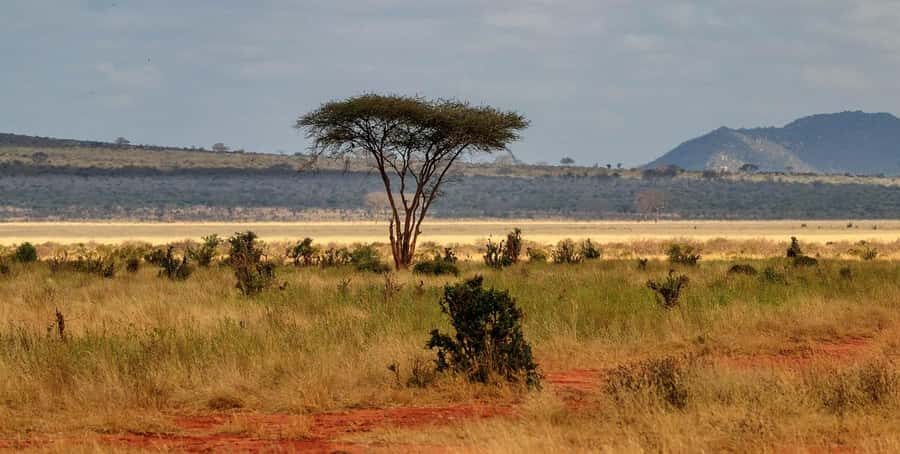 PRIVATE OVERNIGHT TSAVO EAST SAFARI FROM MOMBASA OR DIANI - Tsavo East: where big mammals do the talking