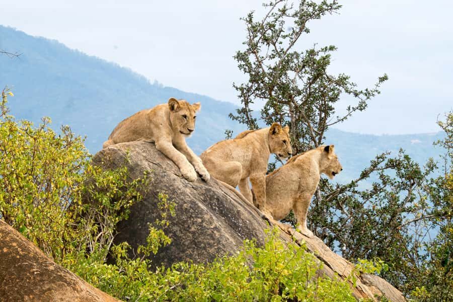 PRIVATE OVERNIGHT TSAVO EAST SAFARI FROM MOMBASA OR DIANI - Day 2: early breakfast, one more game drive, back to the coast