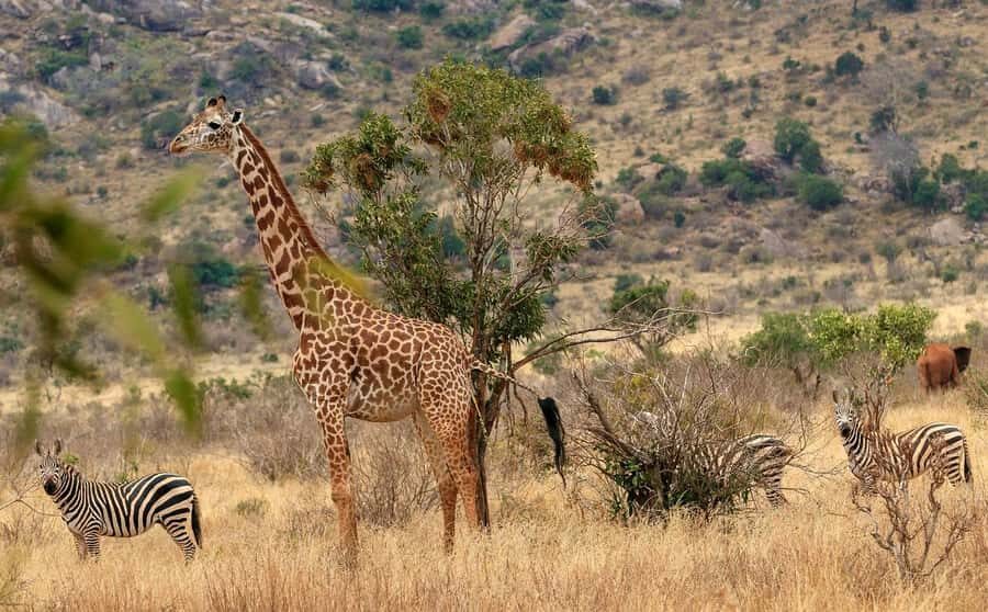 PRIVATE OVERNIGHT TSAVO EAST SAFARI FROM MOMBASA OR DIANI - Practical tips for your best sightings