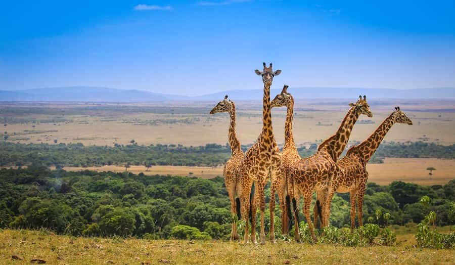 Private Safari Day-Tour in Amboseli National Park - The main game drive: what you’re actually tracking
