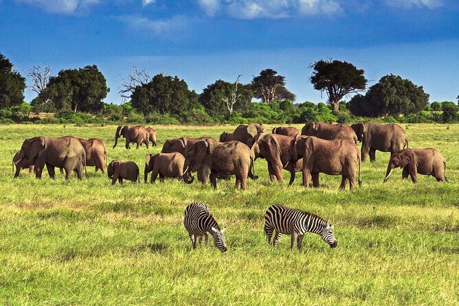 Private Tour of Tsavo East National Park from Mombasa - Key things to know before you go