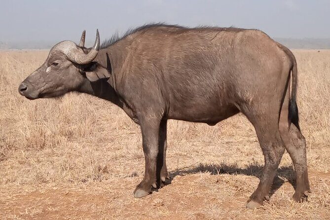 Private Tour of Tsavo East National Park from Mombasa - The park’s wildlife mix: what you can realistically hope for