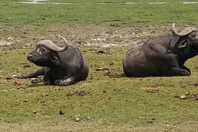 Private Tour of Tsavo East National Park from Mombasa - Lunch at Sentrim Tsavo: a real break, not a rushed stop