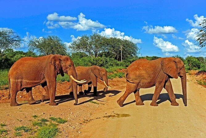 Private Tour of Tsavo East National Park from Mombasa - Guide impact: Benjamin, Leonard, and the pace of the day