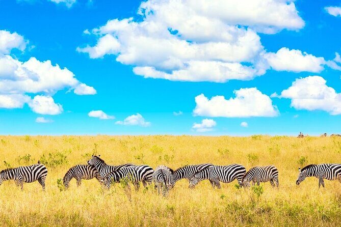 Private Tour of Tsavo East National Park from Mombasa - Leaving Mombasa early: the drive, the gate, and the morning rhythm