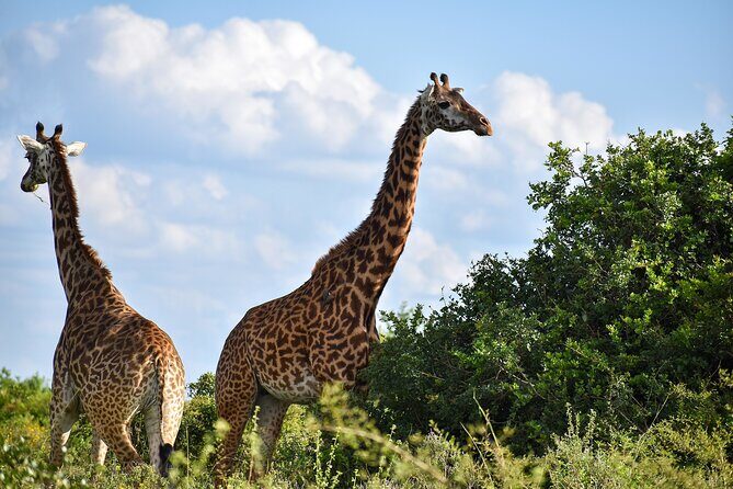Private Tour Safari To Nairobi National Park - Key highlights before you go