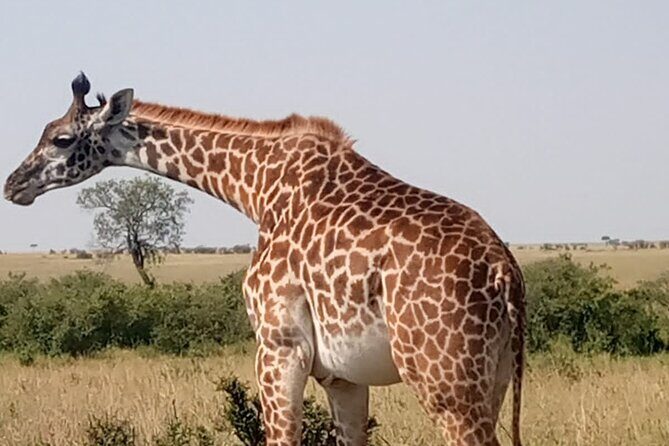 Private Tour Safari To Nairobi National Park - Nairobi National Park: a safari with Nairobi’s skyline in the frame