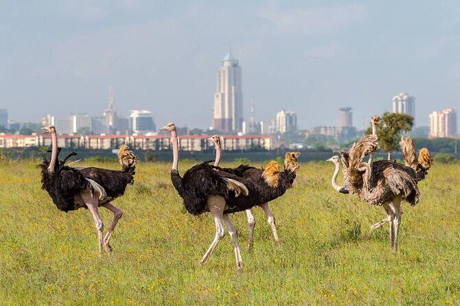 Private Tour Safari To Nairobi National Park - Private transport in Nairobi National Park: what you really gain