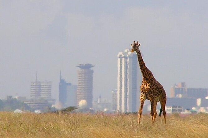 Private Tour Safari To Nairobi National Park - Lunch and tips: the two missing pieces to plan for