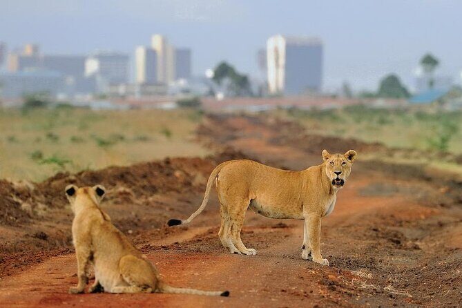 Private Tour Safari To Nairobi National Park - 6:00am in Nairobi: why the start time matters