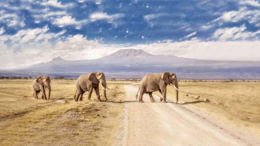 Private Tour to Amboseli National Park - The Amboseli Eco-System Stop and the Overlook Moment