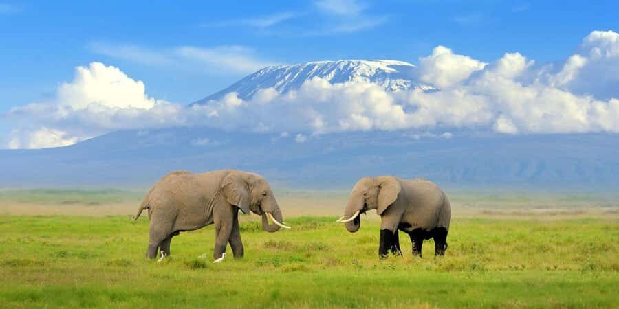 Private Tour to Amboseli National Park - The Afternoon Drive and the Short Exit Loop