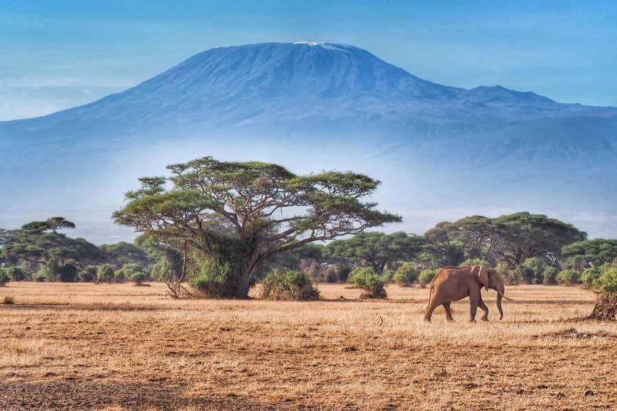 Private Tour to Amboseli National Park - Price and Value: What $190 Covers (and What It Doesn’t)