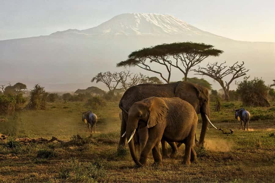 Private Tour to Amboseli National Park - 0500hrs Pickup: What to Expect Before You Ever Reach Amboseli
