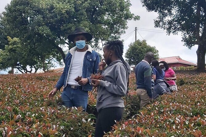 Purple Tea Farm Tour from Nairobi City - Specialty Tea Tasting - Key points to know before you go
