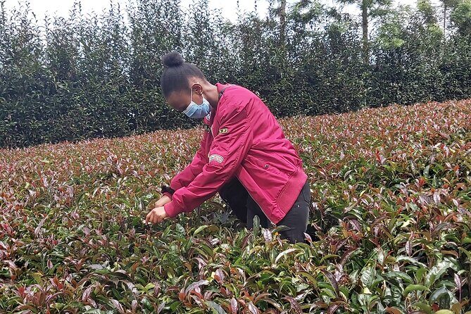 Purple Tea Farm Tour from Nairobi City - Specialty Tea Tasting - Traditional orthodox processing: the part that helps your tasting make sense