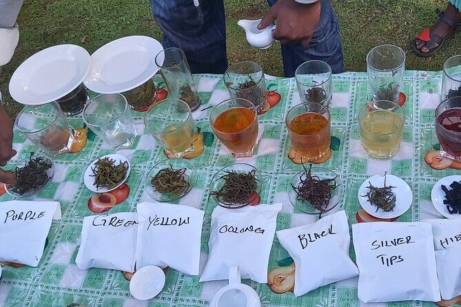 Purple Tea Farm Tour from Nairobi City - Specialty Tea Tasting - Nature walk to the waterfall: a reset from tea talk