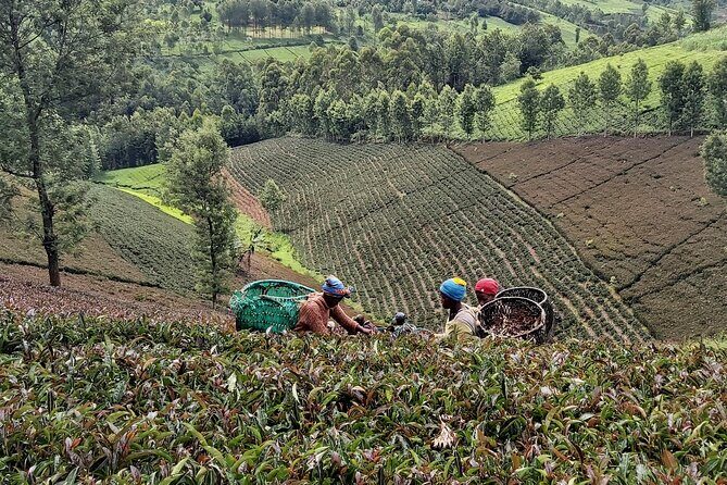 Purple Tea Farm Tour from Nairobi City - Specialty Tea Tasting - Three-course lunch plus a full specialty tea tasting lineup