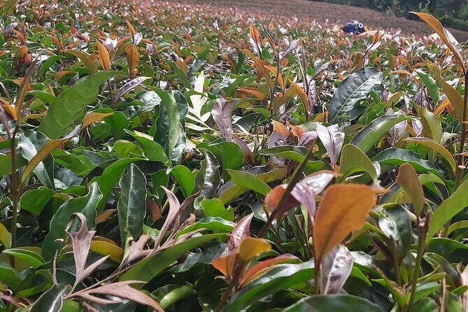 Purple Tea Farm Tour from Nairobi City - Specialty Tea Tasting - Getting there: Uniafric House pickup and a day that runs about 9 hours