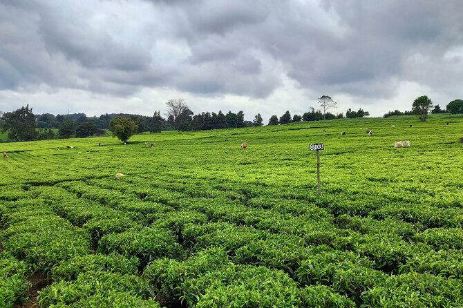 Riara tea farm tour with lunch and tea tasting from Nairobi - Tea tasting: how to taste like you mean it