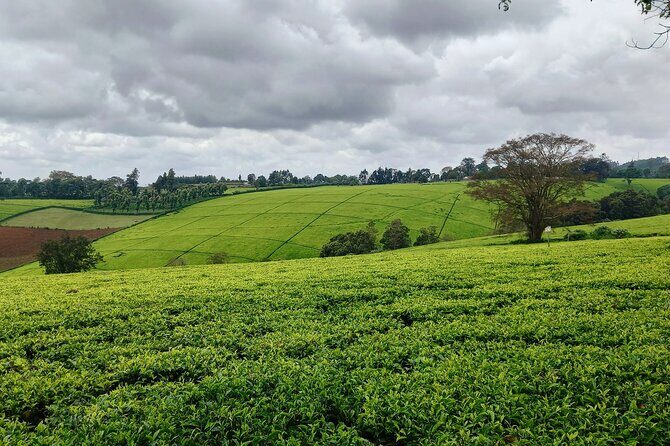 Riara tea farm tour with lunch and tea tasting from Nairobi - Lunch on the farm: barbecue, plus options if you need them