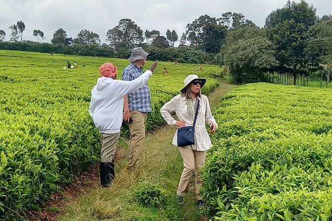 Riara tea farm tour with lunch and tea tasting from Nairobi - Price and value: is $150 worth it?