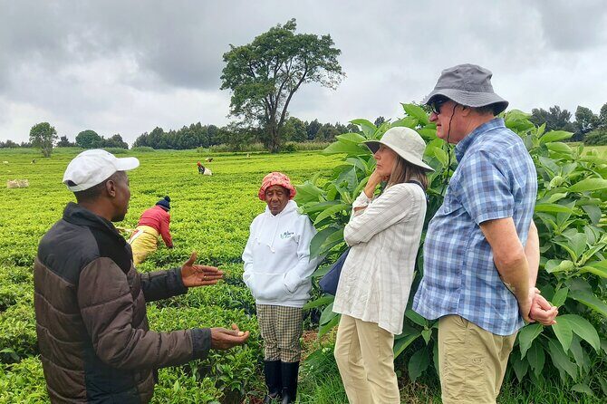 Riara tea farm tour with lunch and tea tasting from Nairobi - The Nairobi-to-Limuru drive: city sights without making it a slog