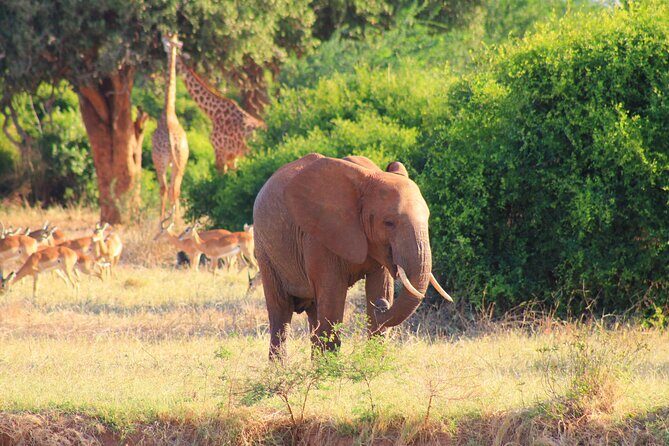 Safari in Tsavo and Amboseli for 5 Days and 4 Nights - Entering Tsavo East: Voi arrival, hotel check-in, then a late game drive