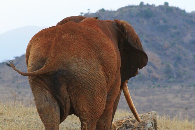 Safari in Tsavo and Amboseli for 5 Days and 4 Nights - Pickup, private group time, and why the guide matters