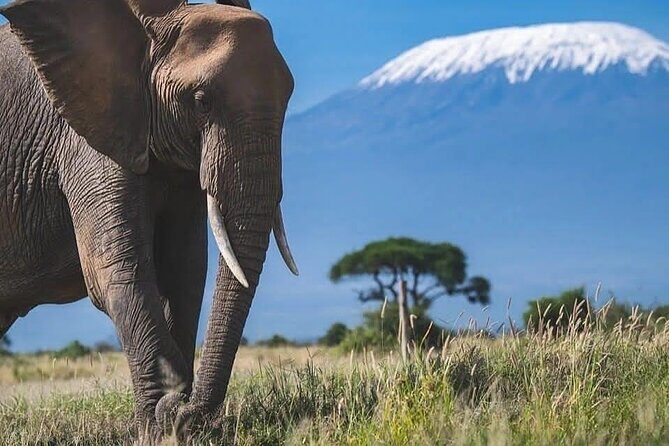 Safari in Tsavo and Amboseli for 5 Days and 4 Nights - Tsavo East to Tsavo West: early game drive, packed lunch, and a park change you’ll feel