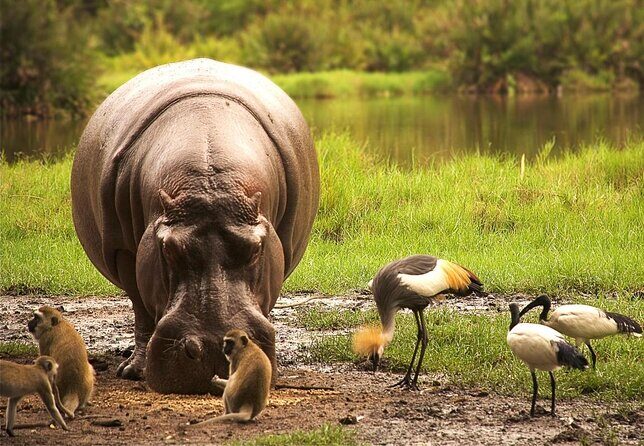 Safari Kenya with Patrick - From Malindi: what this two-day safari really feels like
