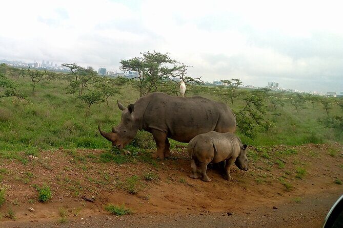 Safari Tour; Nairobi National Park - Your group size (up to 15) and why it changes the game drive